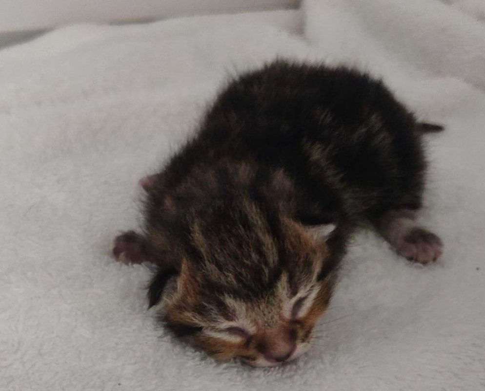 Solis - Chat Européen à adopter - photo 2