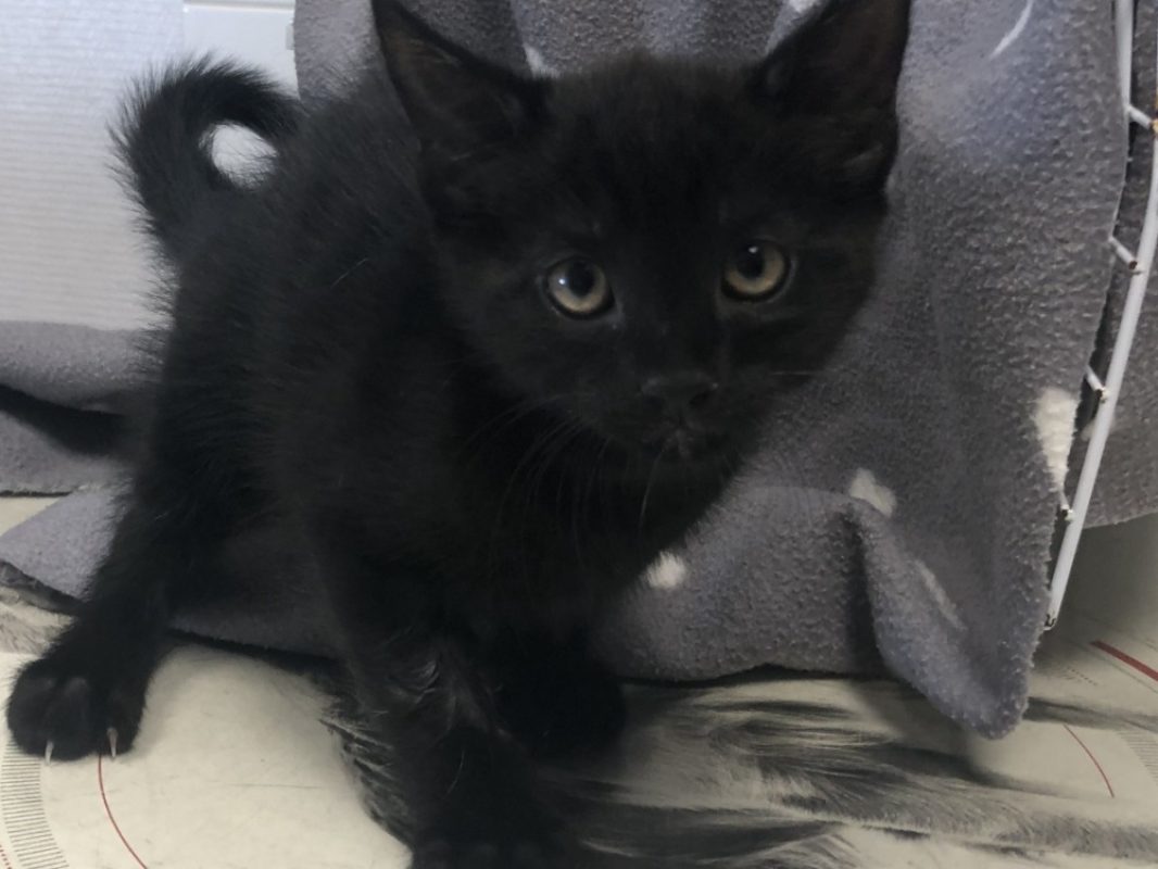 Comete - Chat Européen à adopter