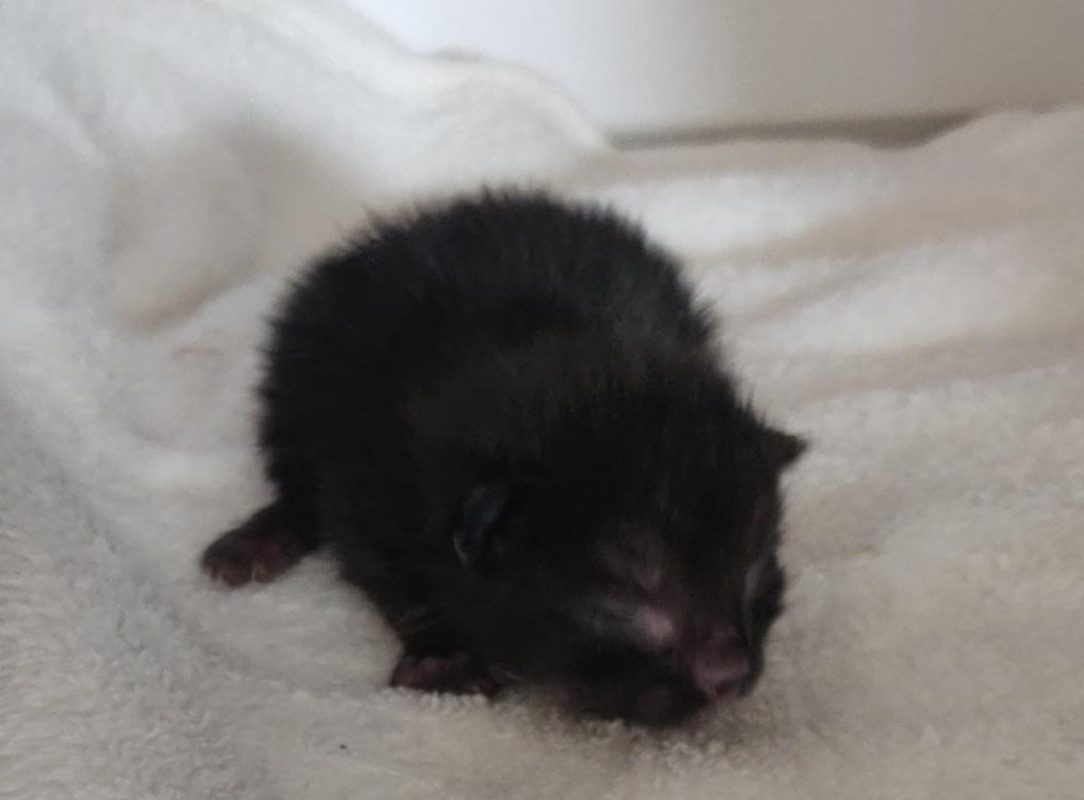 Comete - Chat Européen à adopter - photo 2
