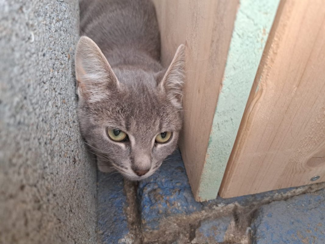 Skinner - Chat Européen à adopter
