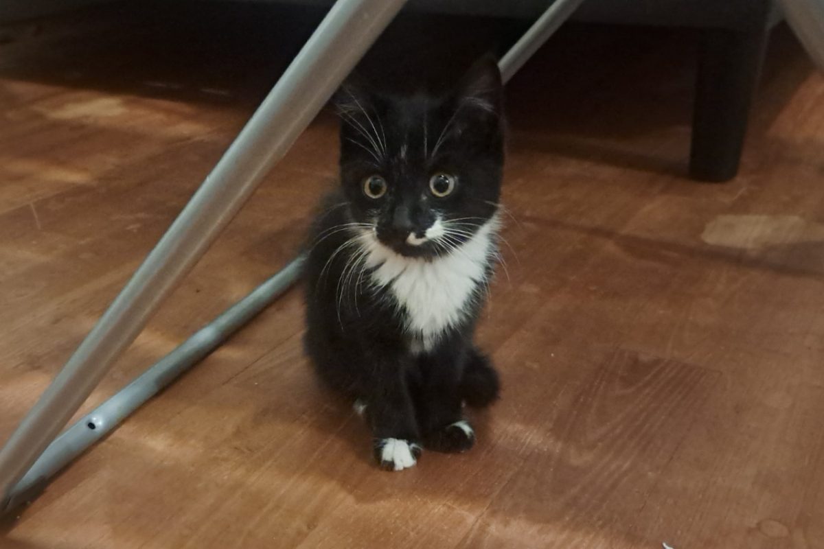 Bira - Chat Européen à adopter