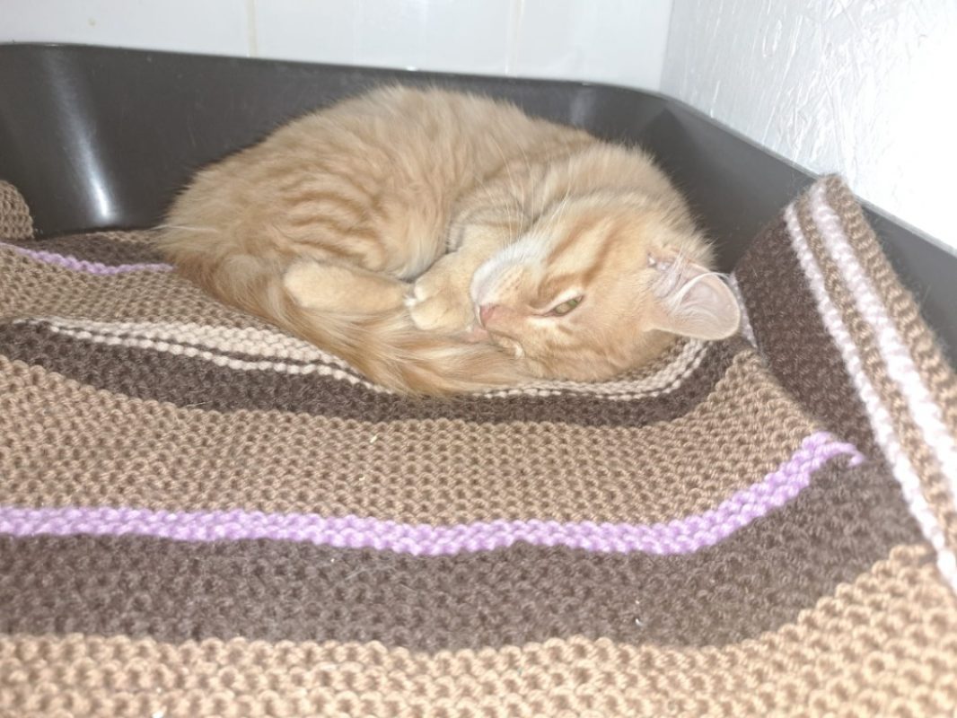 Homer - Chat Européen à adopter