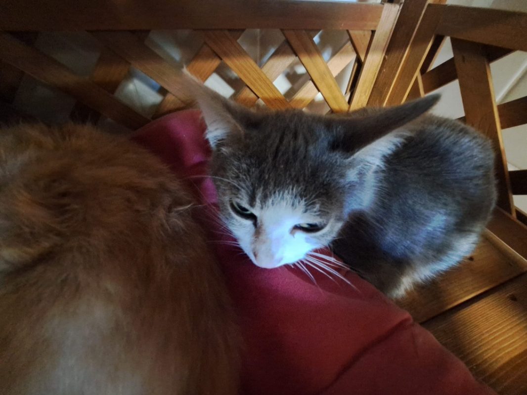 Ned - Chat Européen à adopter
