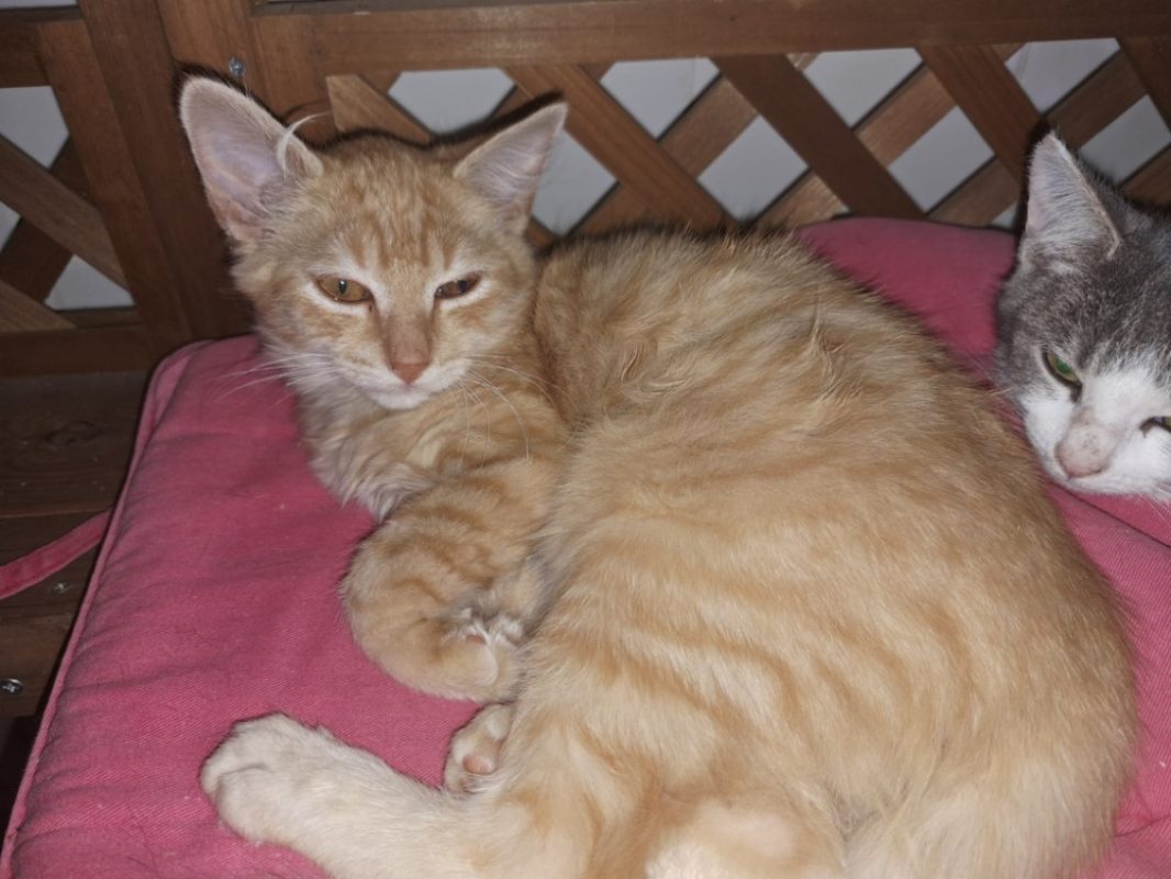 Bart - Chat Européen à adopter