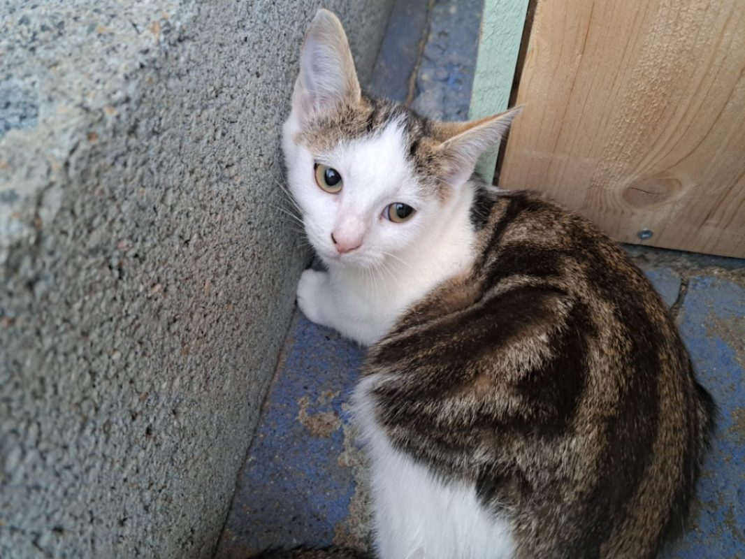 Maggie - Chat Européen à adopter