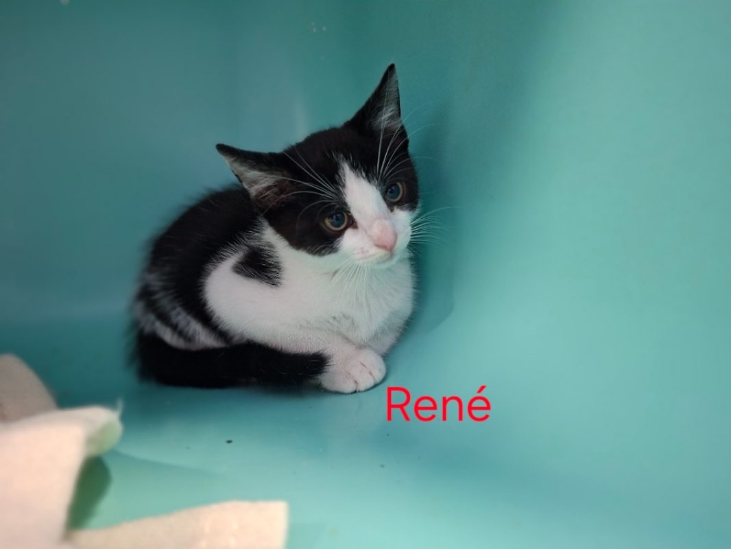 René - Chat Européen à adopter