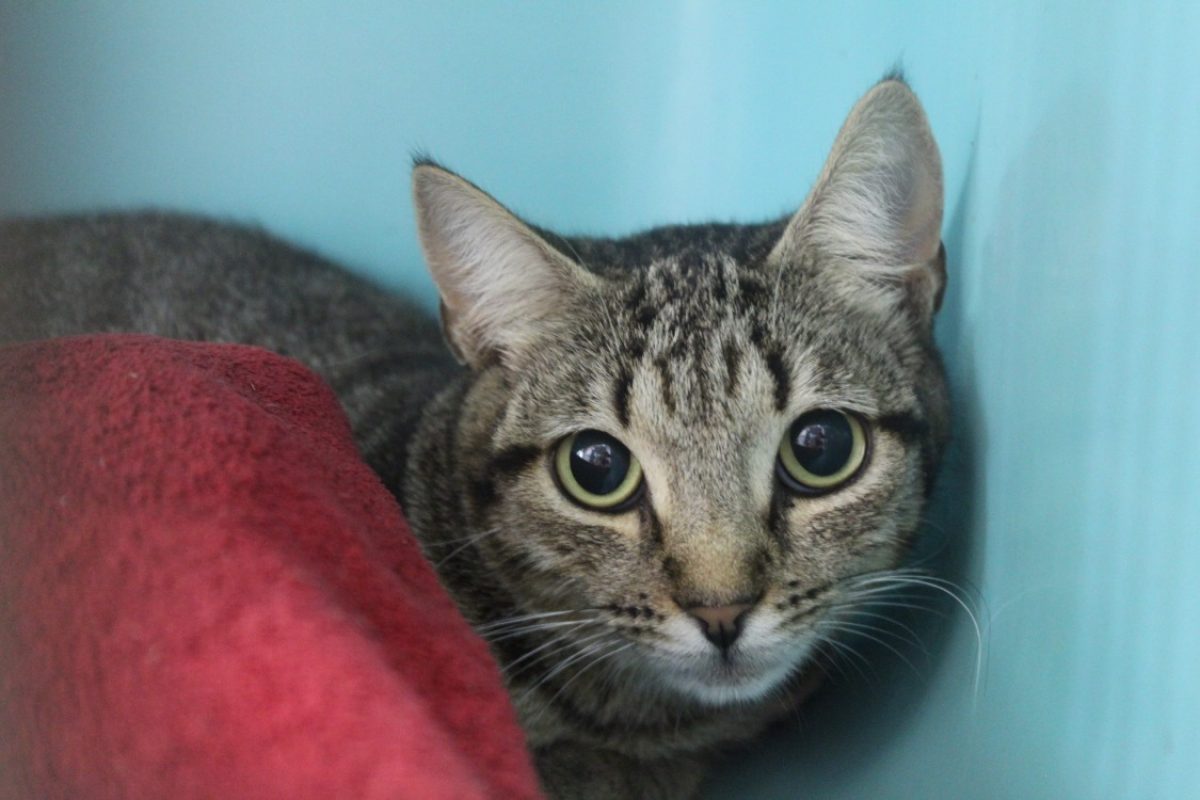Bigoudi - Chat Européen à adopter