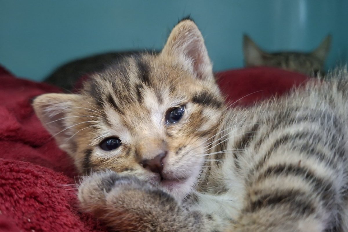 Boutchou - Chat Européen à adopter