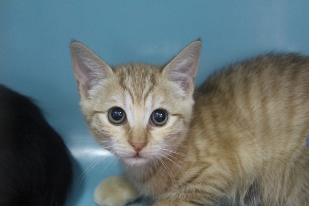 Bagel - Chat Européen à adopter
