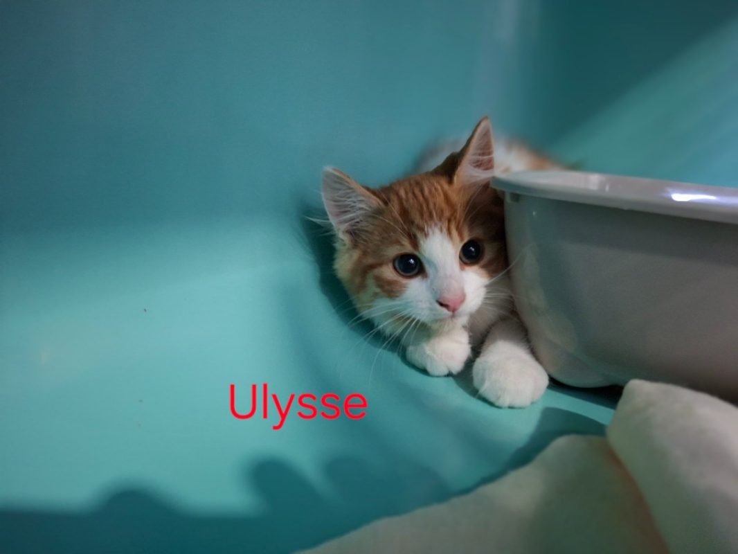 Ulysse - Chat Européen à adopter