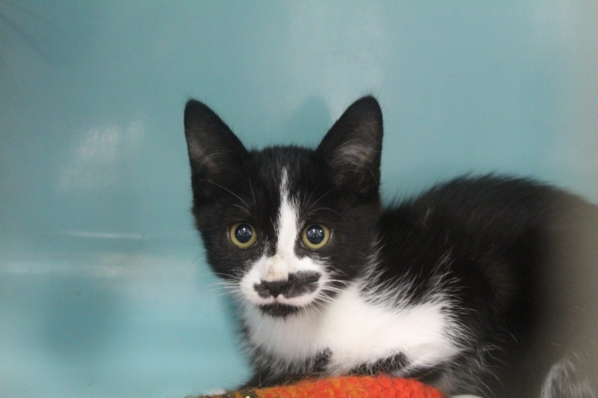 Basmati - Chat Européen à adopter