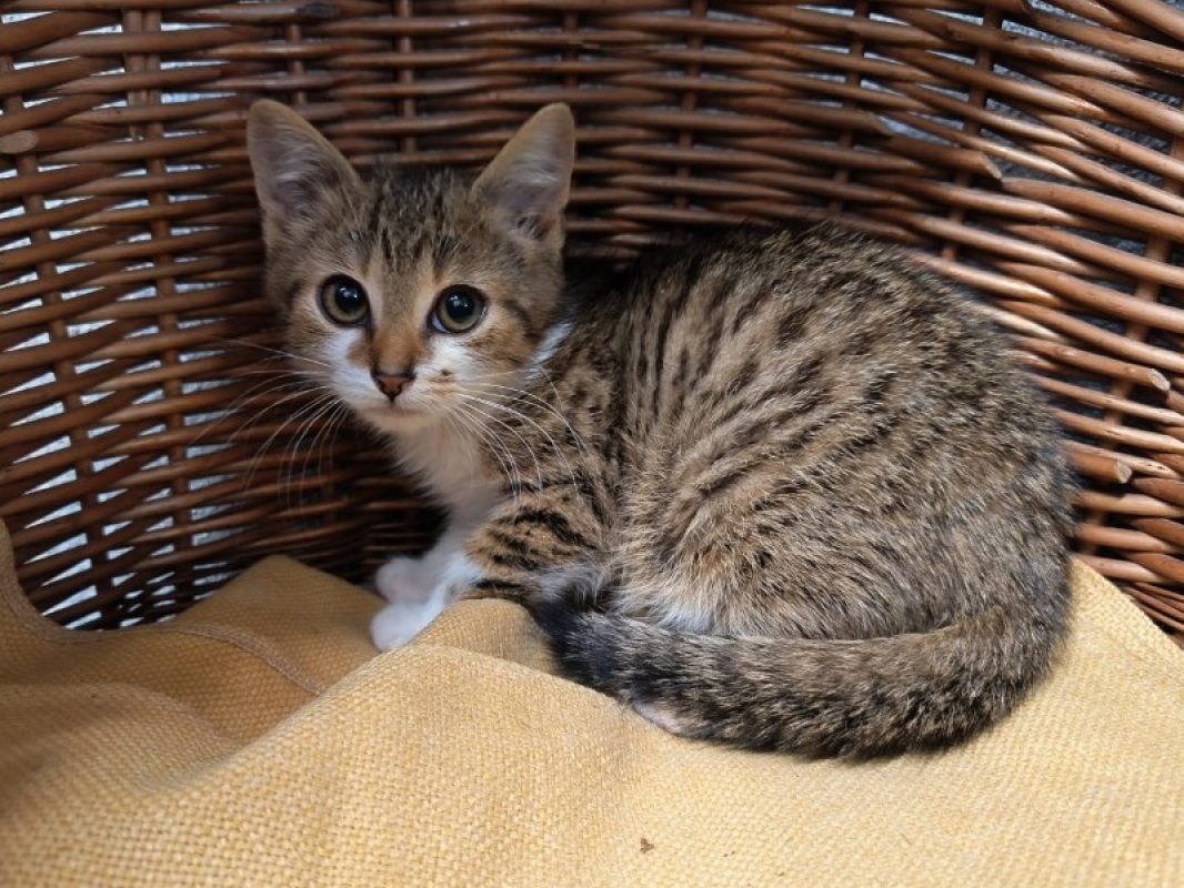 Mallow - Chat Européen à adopter