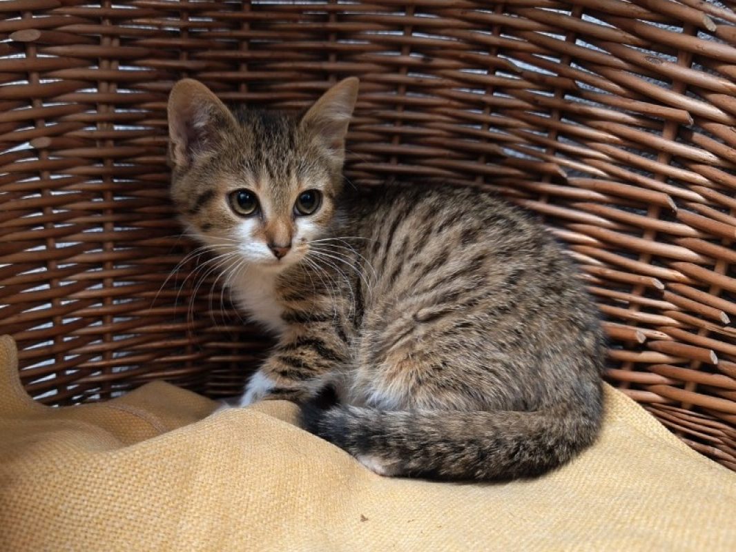 Mallow - Chat Européen à adopter - photo 2