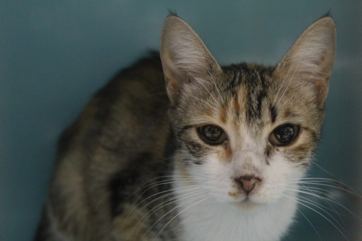 Blondie - Chat Européen à adopter