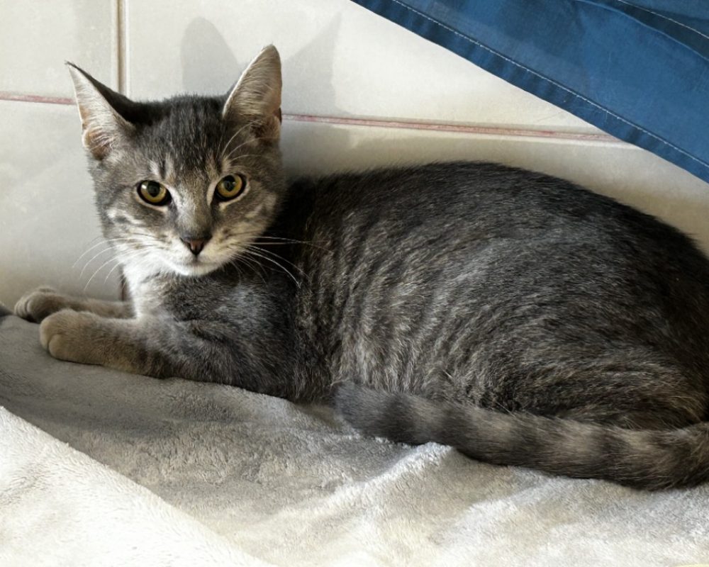 Baggi - Chat Européen à adopter