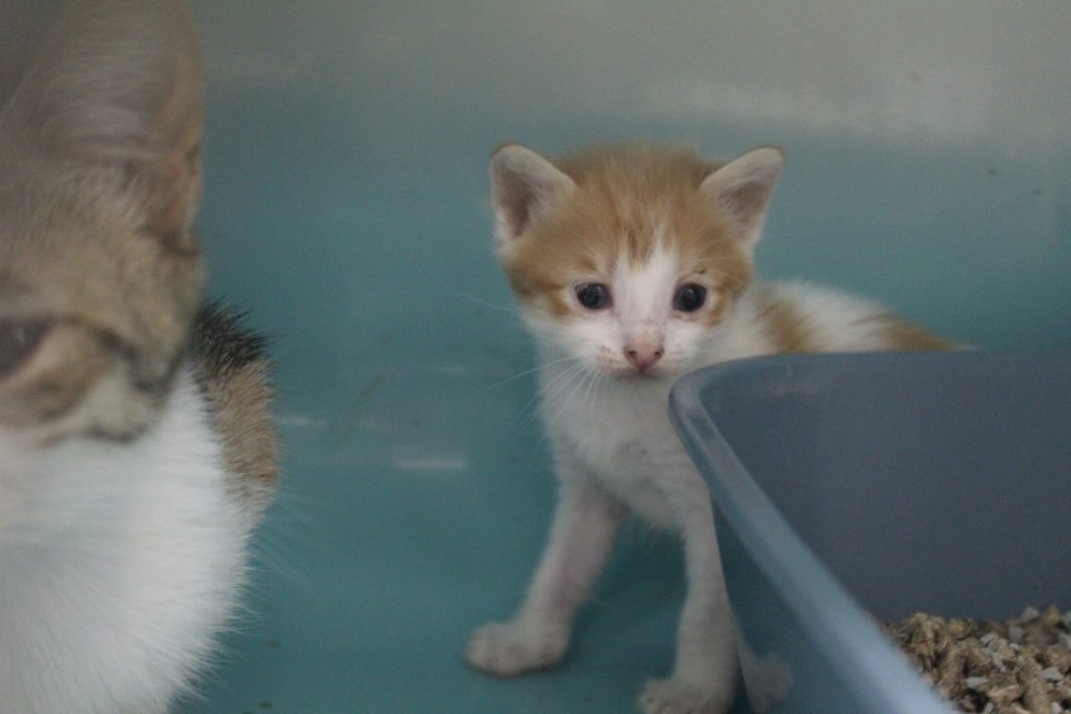 Bidouille - Chat Européen à adopter