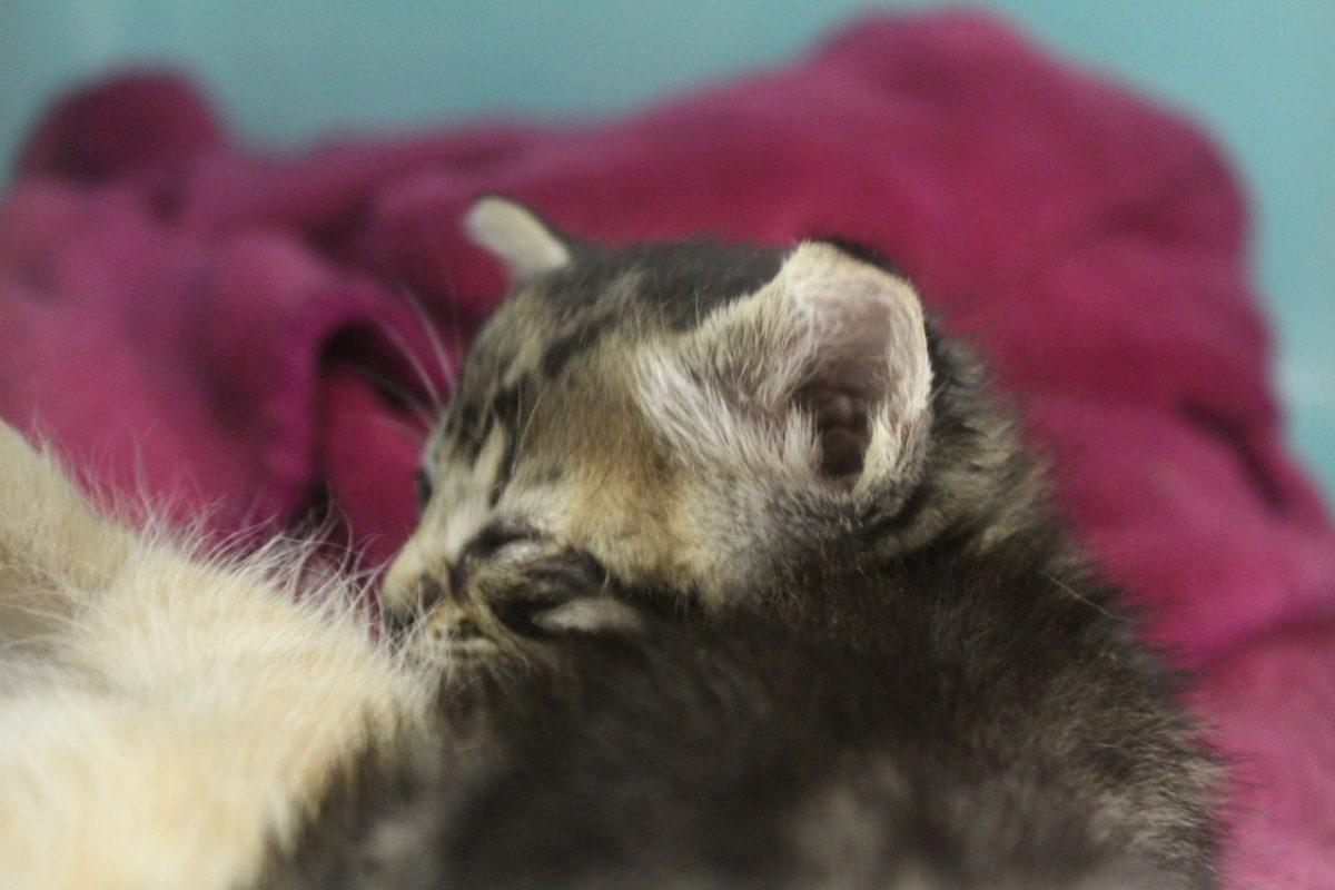 Brouette - Chat Européen à adopter