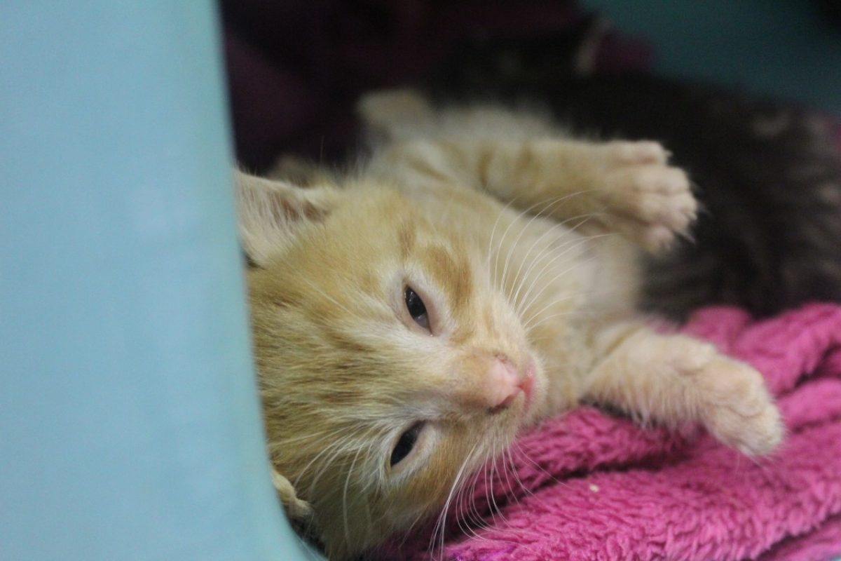 Baobab - Chat Européen à adopter