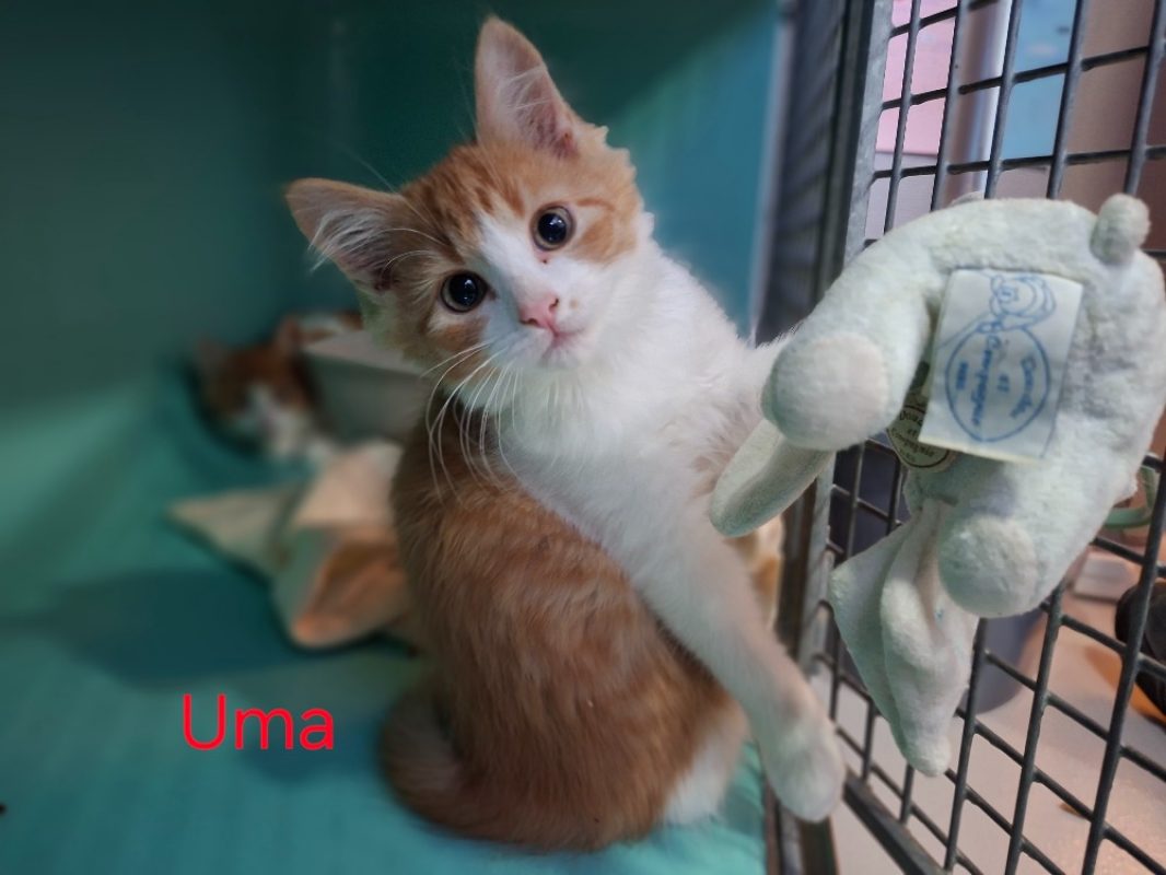 Uma - Chat Européen à adopter