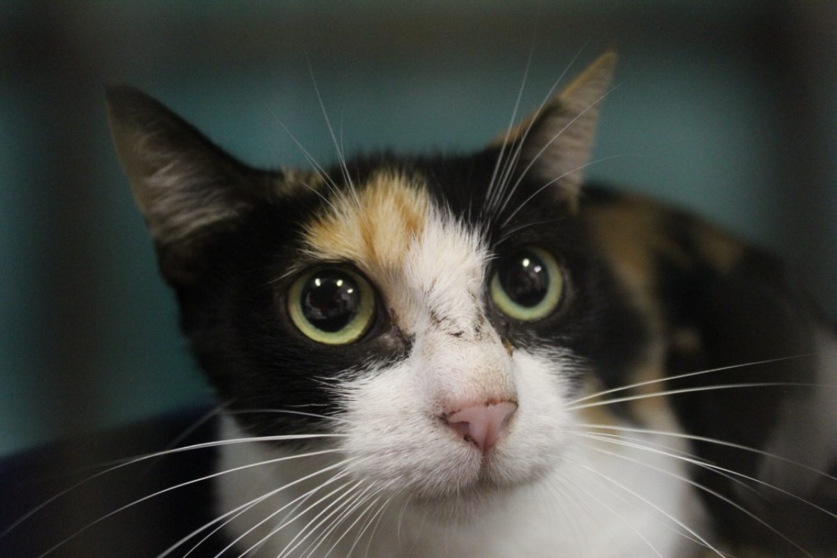 Bégonia - Chat Européen à adopter