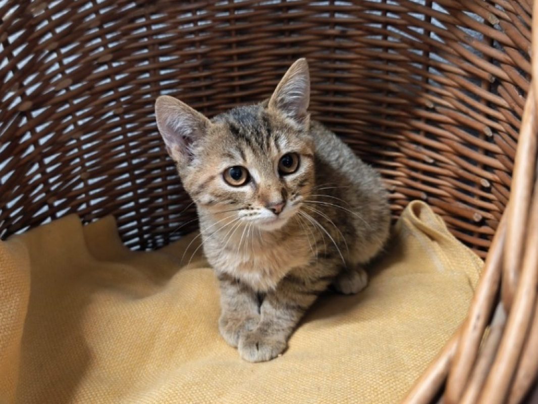 Chaca - Chat Européen à adopter