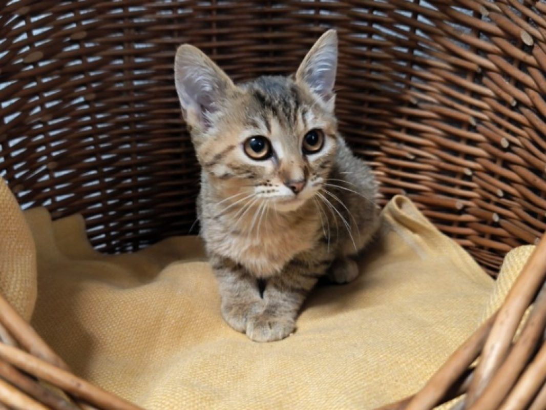 Chaca - Chat Européen à adopter - photo 2