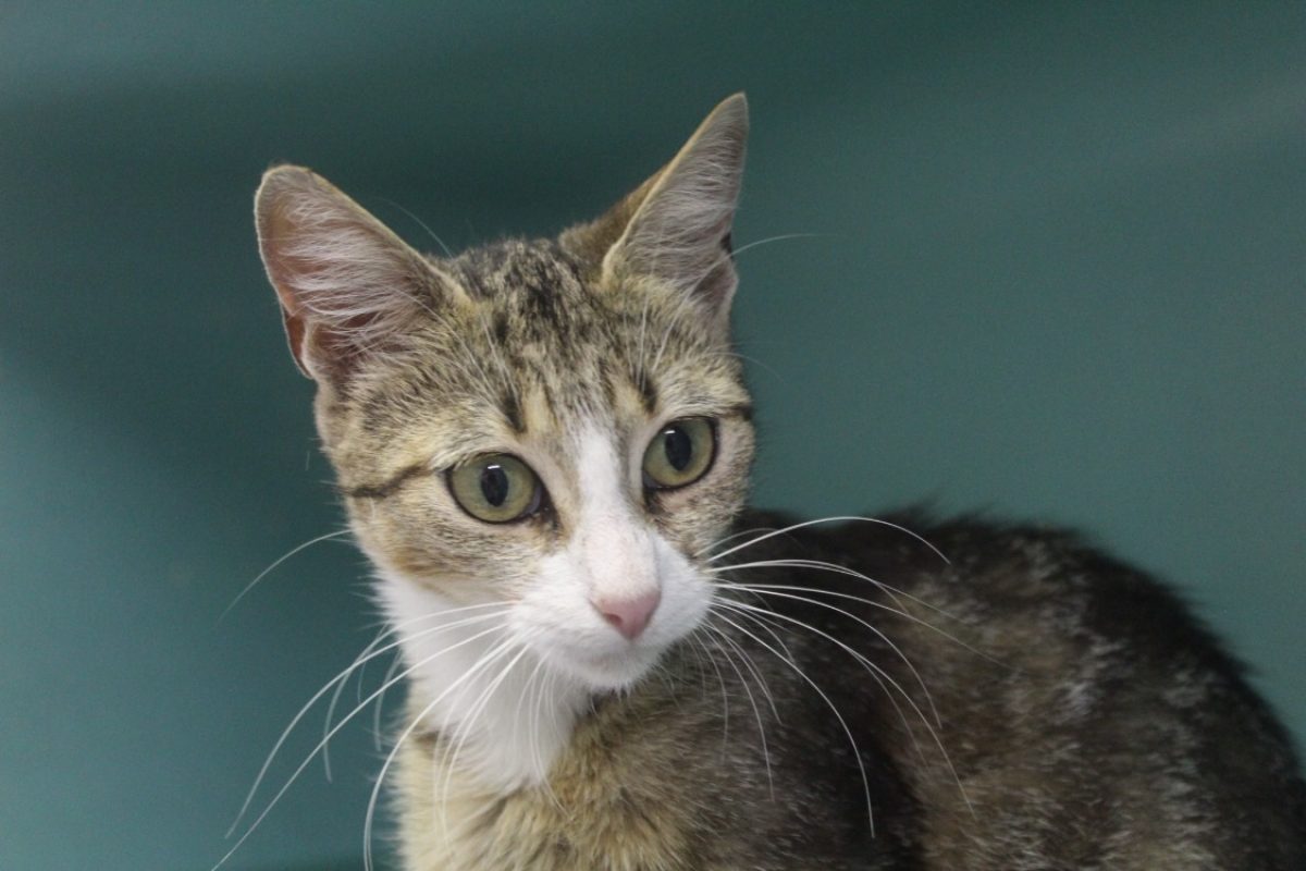 Bridget - Chat Européen à adopter