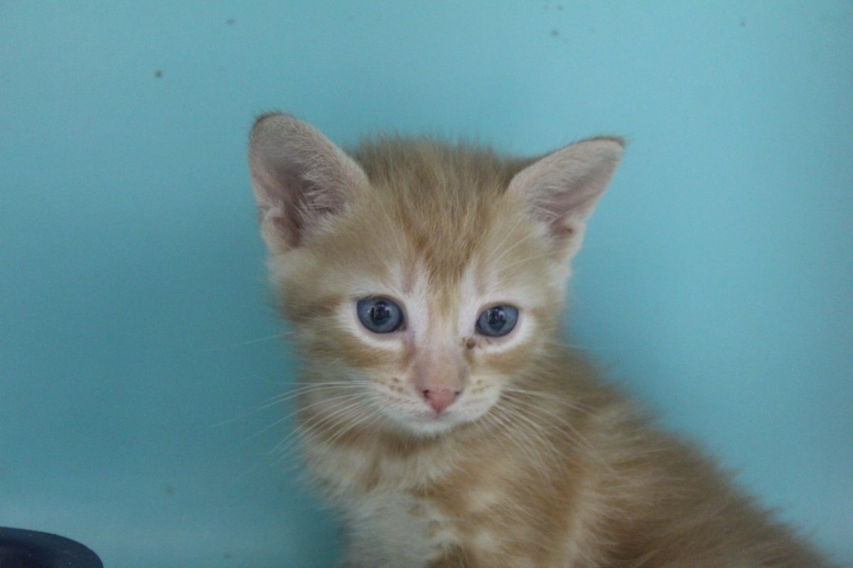 Butternut - Chat Européen à adopter