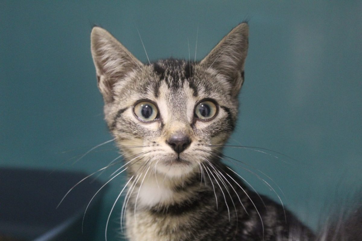 Blum - Chat Européen à adopter
