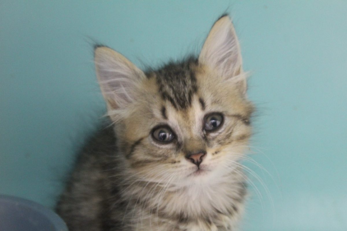Bentley - Chat Européen à adopter