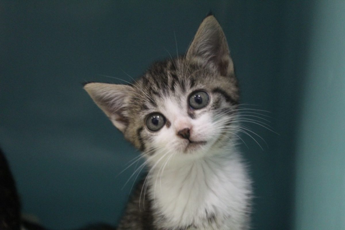 Bluebel - Chat Européen à adopter