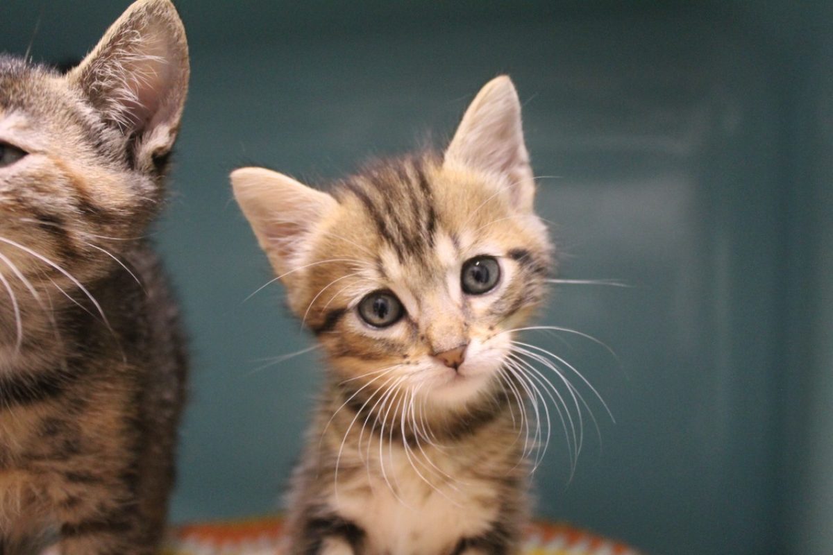 Brookie - Chat Européen à adopter