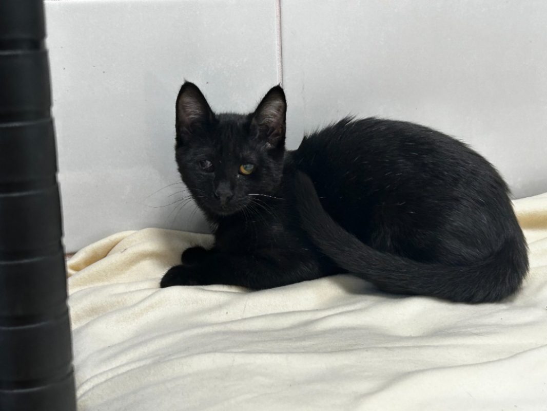 Stabilo - Chat Européen à adopter