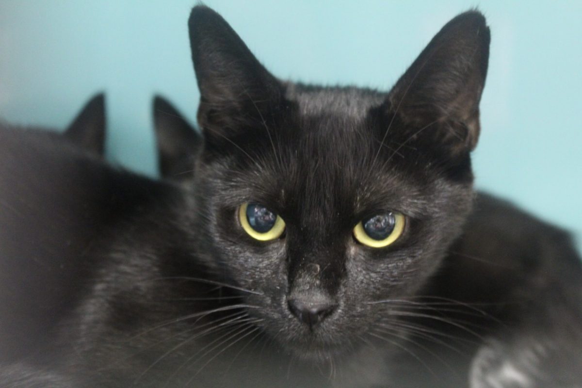Babilette - Chat Européen à adopter