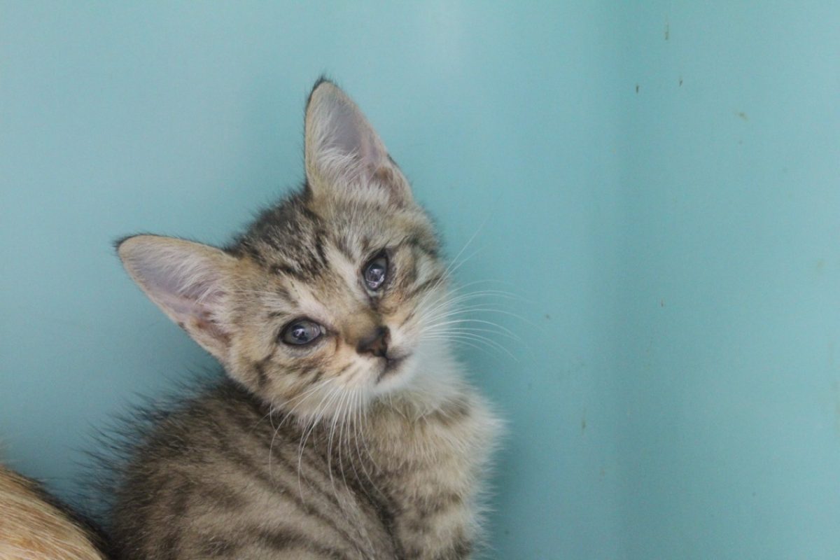 Becca - Chat Européen à adopter