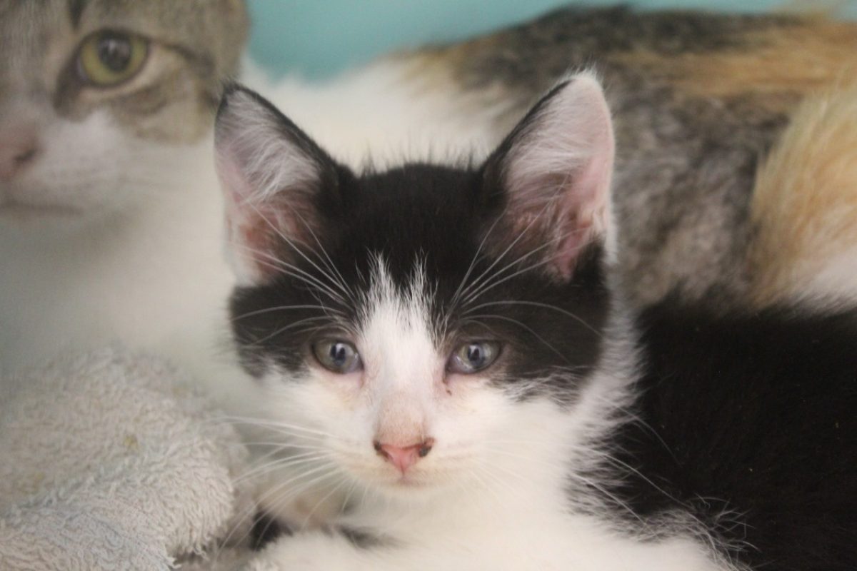 Bijou - Chat Européen à adopter