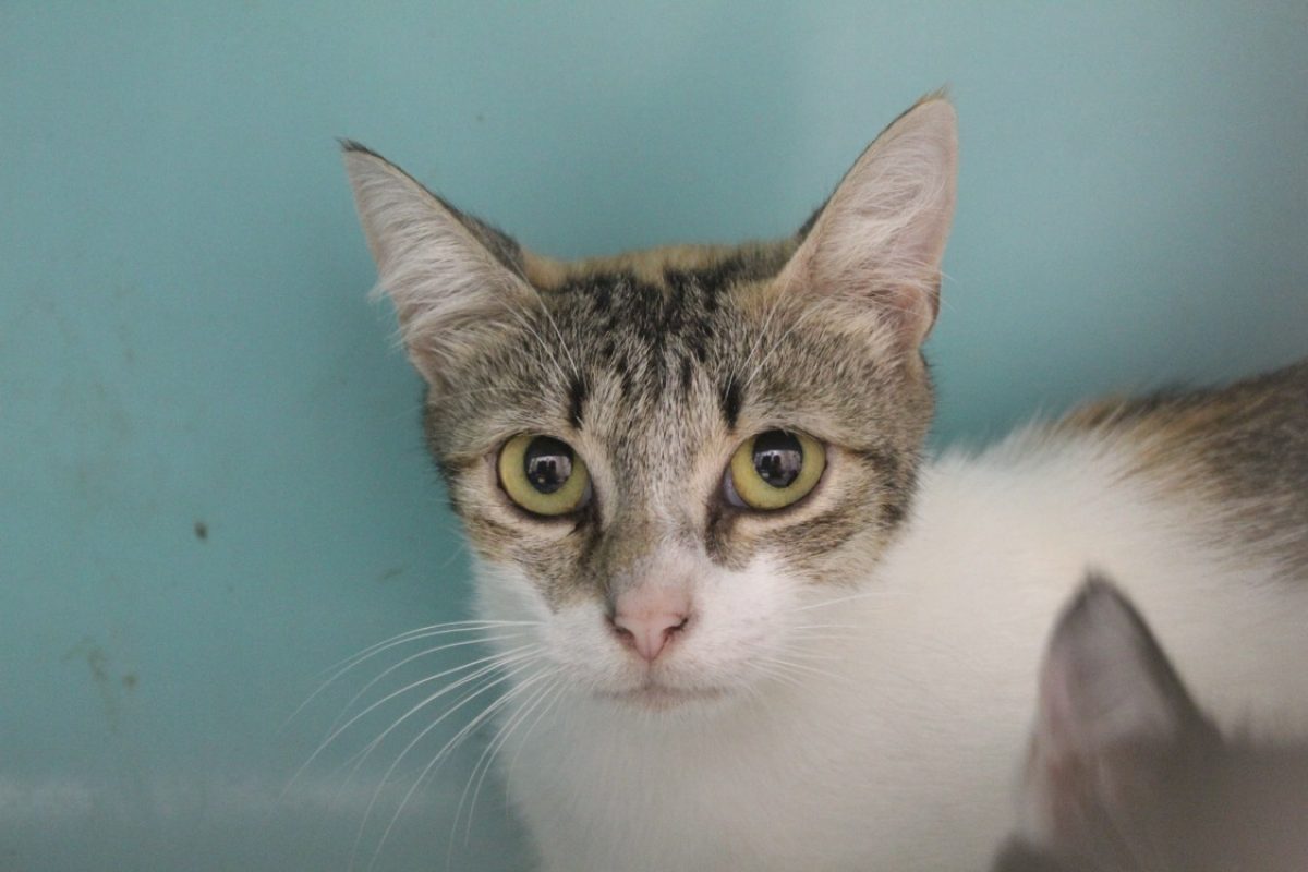 Barbie - Chat Européen à adopter
