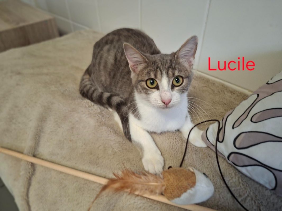Lucile - Chat Européen à adopter