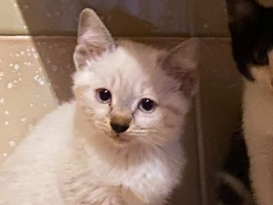 Dune - Chat à adopter