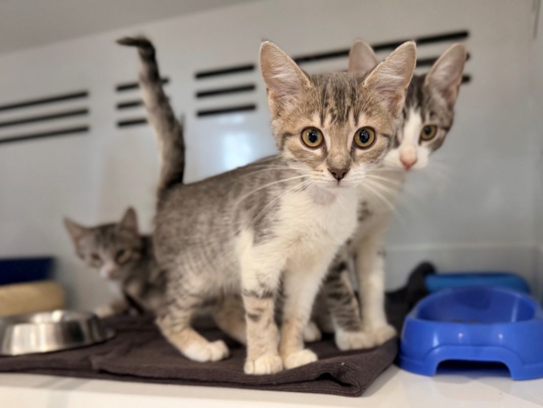 Cerise - Chat Européen à adopter