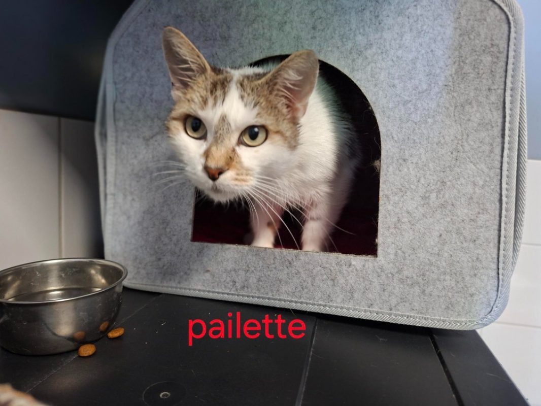 Paillette - Chat Européen à adopter