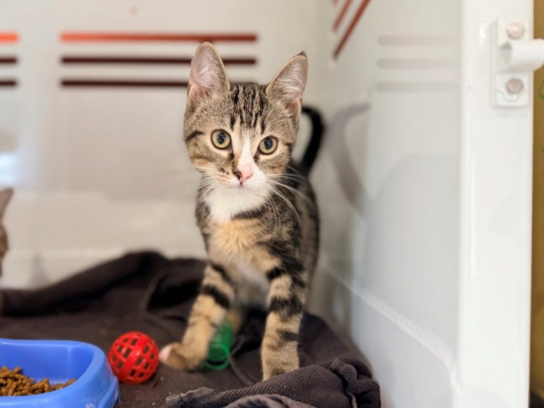 Pomme - Chat Européen à adopter