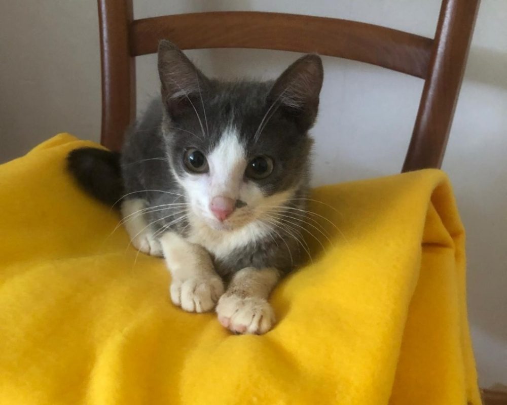 Belize - Chat Européen à adopter