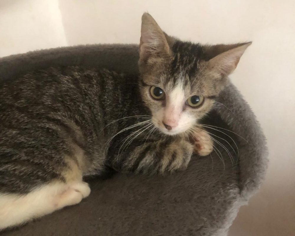 Bertholome - Chat Européen à adopter