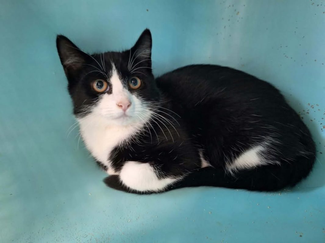 Rox - Chat Européen à adopter