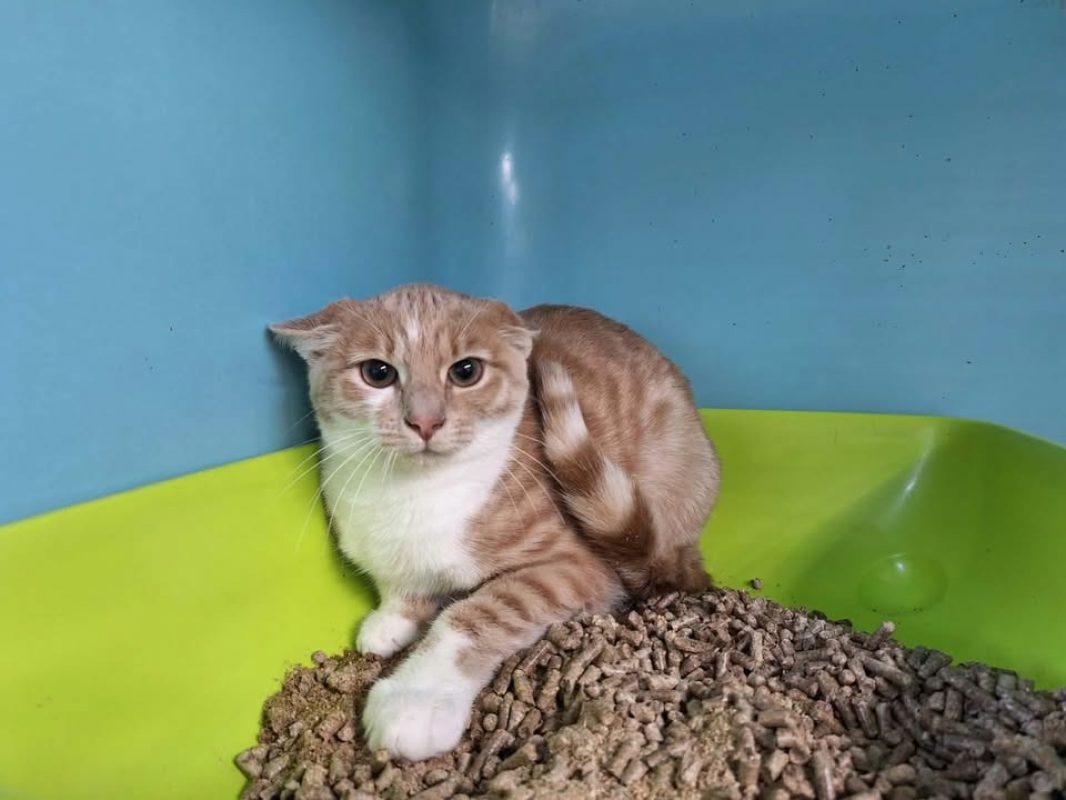 Rouky - Chat Européen à adopter