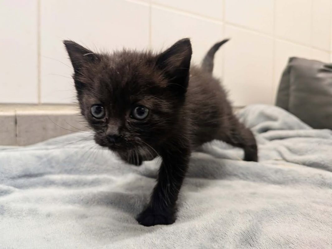 Bella - Chat Européen à adopter