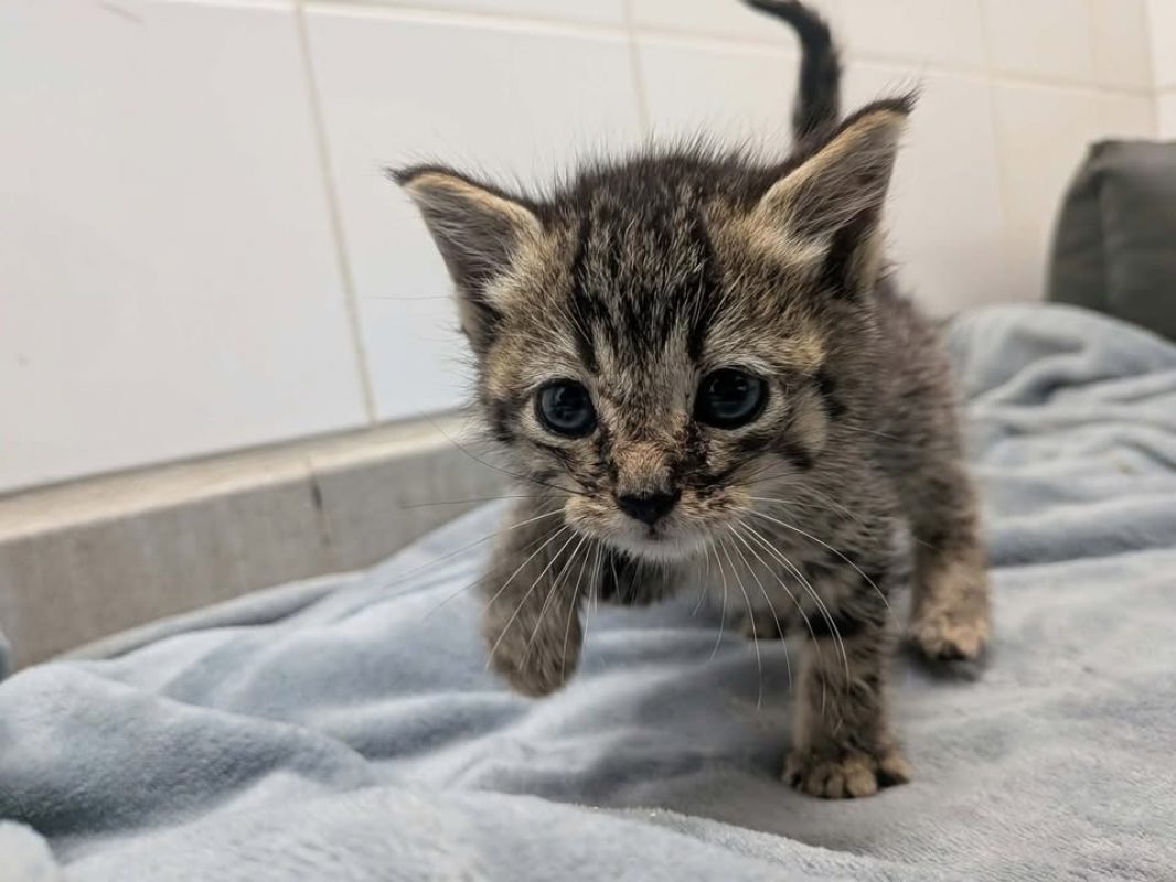 Boreale - Chat Européen à adopter