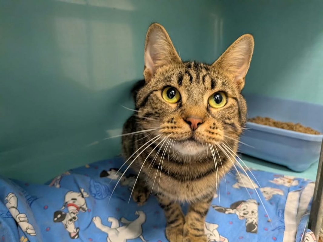 Filou - Chat Européen à adopter