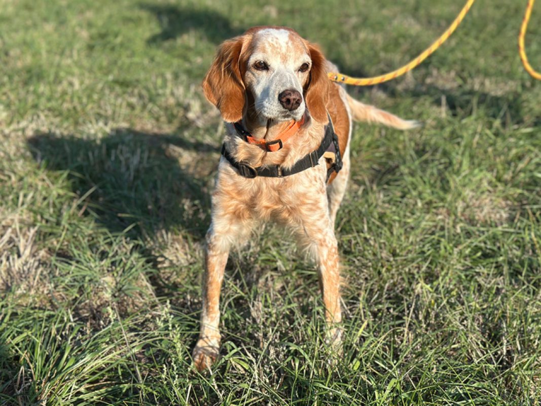 Holly - Chien Epagneul Breton à adopter